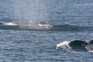 Fin whales surfacing, © Padraig Whooley, IWDG